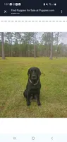 AKC Raven, a female Labrador Retriever for sale in Sanderson, FL – Photo 6 of 7