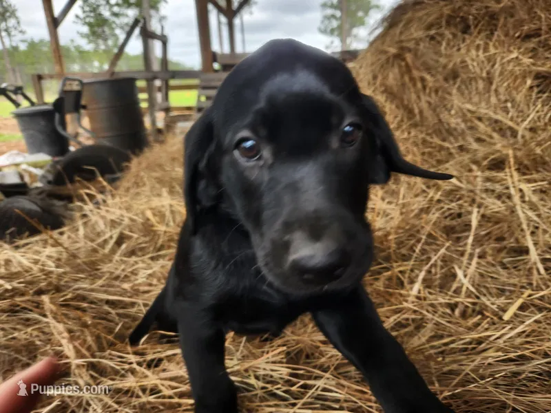 Nala – Labrador Retriever puppy for sale in Sanderson, FL