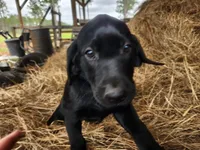 Nala, a female Labrador Retriever for sale in Sanderson, FL – Photo 1 of 3