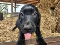 Nala, a female Labrador Retriever for sale in Sanderson, FL – Photo 3 of 3
