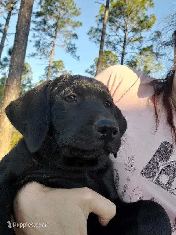 AKC Nova – Labrador Retriever puppy for sale in Sanderson, FL