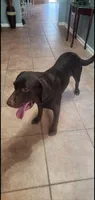 AKC Raven, a female Labrador Retriever for sale in Sanderson, FL – Photo 7 of 7