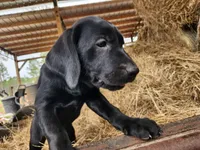 Nala, a female Labrador Retriever for sale in Sanderson, FL – Photo 2 of 3