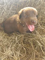 Fudge, a male Great Pyrenees and Labrador Retriever for sale in Sanderson, FL – 3 of 4