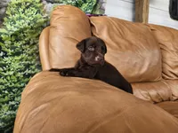 Rocco, a male Labrador Retriever for sale in Sanderson, FL – 2 of 2
