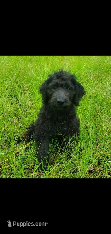 Hershey- Sweet Boy! – Labradoodle puppy for sale in Sanderson, FL
