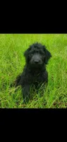 Bentley-Great with other Animals!, a male Labradoodle for sale in Sanderson, FL – 1 of 3