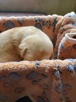 Butterfinger, a male Labrador Retriever for sale in Sanderson, FL – 3 of 4