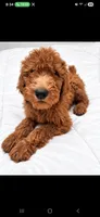 Archie-F1b, a male Goldendoodle for sale in Sanderson, FL – 6 of 10