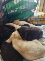 Snickers, a male Labrador Retriever for sale in Sanderson, FL – 2 of 2