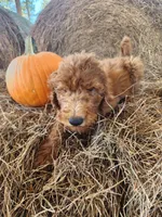 Archie-F1b, a male Goldendoodle for sale in Sanderson, FL – 9 of 10