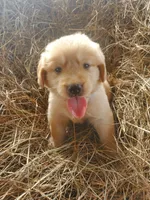Charlie, a male Great Pyrenees and Labrador Retriever for sale in Sanderson, FL – 2 of 4