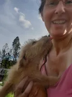 Millie- Mini Labradoodle , a female Miniature Labradoodle for sale in Sanderson, FL – 2 of 4