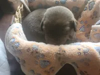 Kit Kat, a female Labrador Retriever for sale in Sanderson, FL – 6 of 6