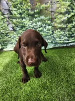 Rocky, a male Labrador Retriever for sale in Sanderson, FL – 3 of 3