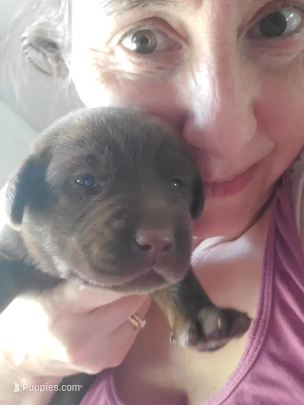 Kit Kat – Labrador Retriever puppy for sale in Sanderson, FL