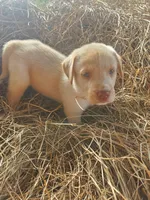 Casper, a male Great Pyrenees and Labrador Retriever for sale in Sanderson, FL – 4 of 4