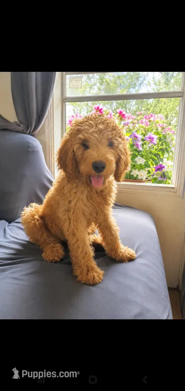 Finn – Goldendoodle puppy for sale in Sanderson, FL
