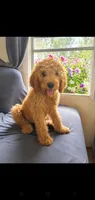Finn, a male Goldendoodle for sale in Sanderson, FL – 1 of 2