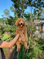 Theodore, a male Goldendoodle for sale in Sanderson, FL – 3 of 3