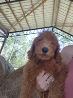 Archie-F1b, a male Goldendoodle for sale in Sanderson, FL – 8 of 10