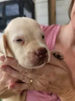 Willow, a female Labrador Retriever for sale in Sanderson, FL – 5 of 5