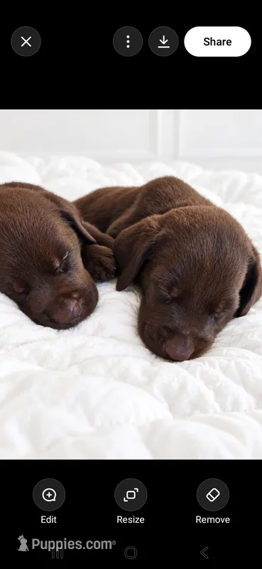 Milky Way – Labrador Retriever puppy on hold in Sanderson, FL