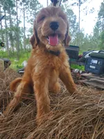 Bentley, a male Goldendoodle for sale in Sanderson, FL – 5 of 8