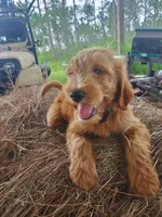 Bentley, a male Goldendoodle for sale in Sanderson, FL – 1 of 8