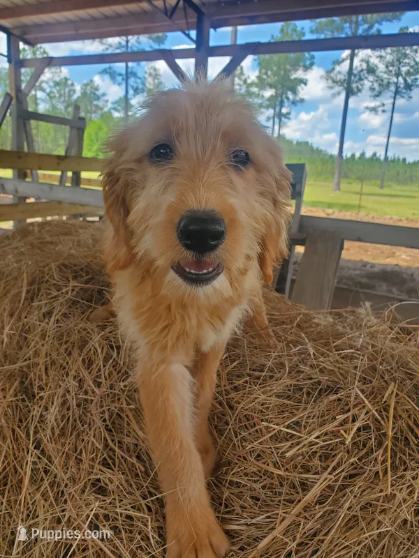 Honey – Labradoodle puppy for sale in Sanderson, FL
