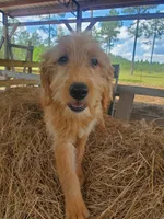 Honey, a female Labradoodle for sale in Sanderson, FL – 2 of 3