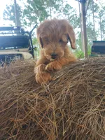 Finn, a male Goldendoodle for sale in Sanderson, FL – 5 of 7