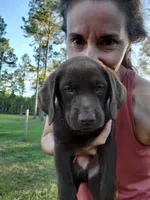 AKC Bear, a male Labrador Retriever for sale in Sanderson, FL – Photo 1 of 2