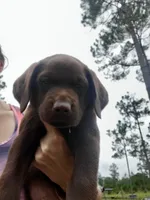 AKC Bear, a male Labrador Retriever for sale in Sanderson, FL – Photo 2 of 2