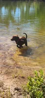 AKC Molly, a female Labrador Retriever for sale in Sanderson, FL – 5 of 7