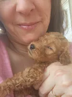 Chloe- F1b, a female Goldendoodle for sale in Sanderson, FL – 2 of 3