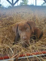 Mocha, a female Labrador Retriever for sale in Sanderson, FL – 2 of 4