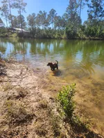 AKC Molly, a female Labrador Retriever for sale in Sanderson, FL – 6 of 7