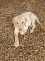 Ellie, a female Labrador Retriever for sale in Sanderson, FL – 3 of 3