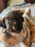 Kit Kat, a female Labrador Retriever for sale in Sanderson, FL – 1 of 6