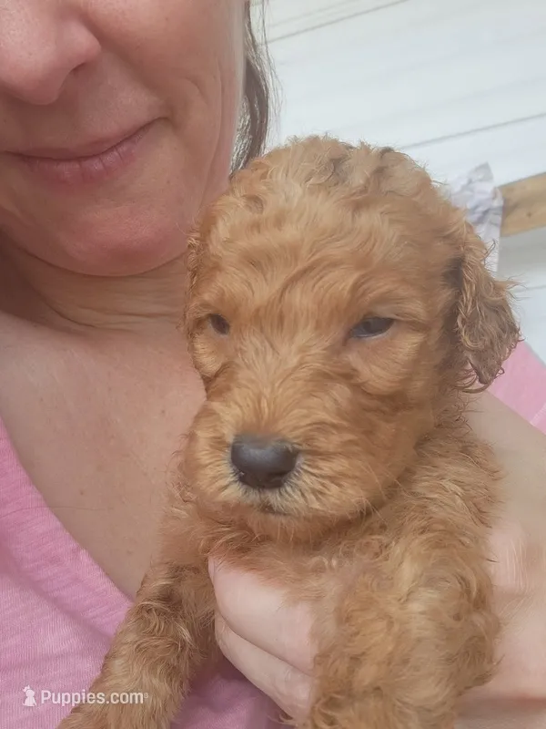 Chloe- F1b – Goldendoodle puppy for sale in Sanderson, FL