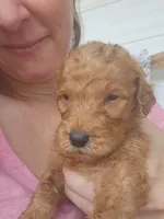 Chloe- F1b, a female Goldendoodle for sale in Sanderson, FL – 1 of 3