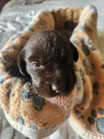 Kit Kat, a female Labrador Retriever for sale in Sanderson, FL – 4 of 6