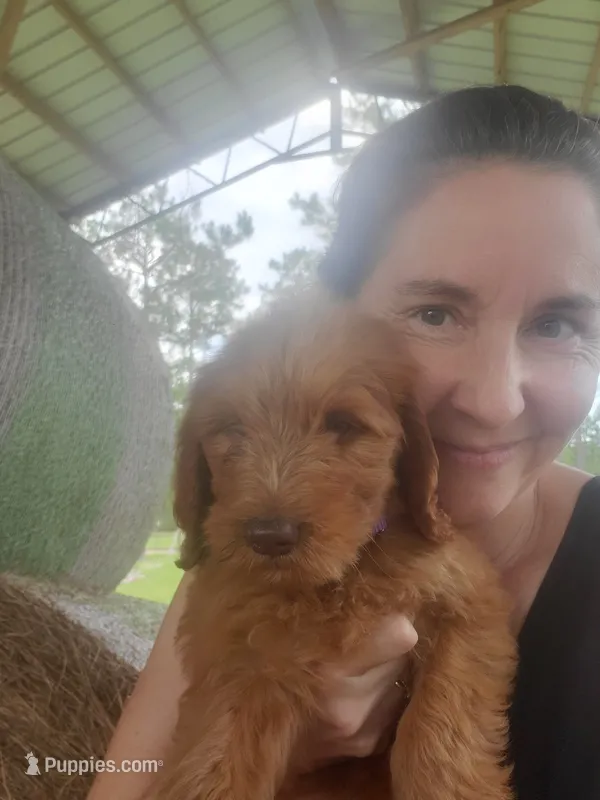 Teddy – Goldendoodle puppy for sale in Sanderson, FL