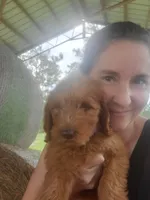 Teddy, a male Goldendoodle for sale in Sanderson, FL – 3 of 5