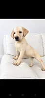 Ellie, a female Labrador Retriever for sale in Sanderson, FL – 2 of 5