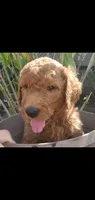 Bentley, a male Goldendoodle for sale in Sanderson, FL – 3 of 3