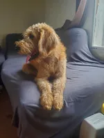 Oliver-Potty Trained , a male Labradoodle for sale in Sanderson, FL – 6 of 6