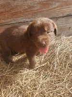 Koda, a male Great Pyrenees and Labrador Retriever for sale in Sanderson, FL – 8 of 8
