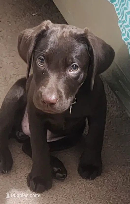 AKC Cocoa, a female Labrador Retriever for sale in Sanderson, FL – Photo 3 of 4